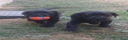 Labrador Retriever dogs for sale: Gorgeous pedigree labrador girl pups  - Advert 4