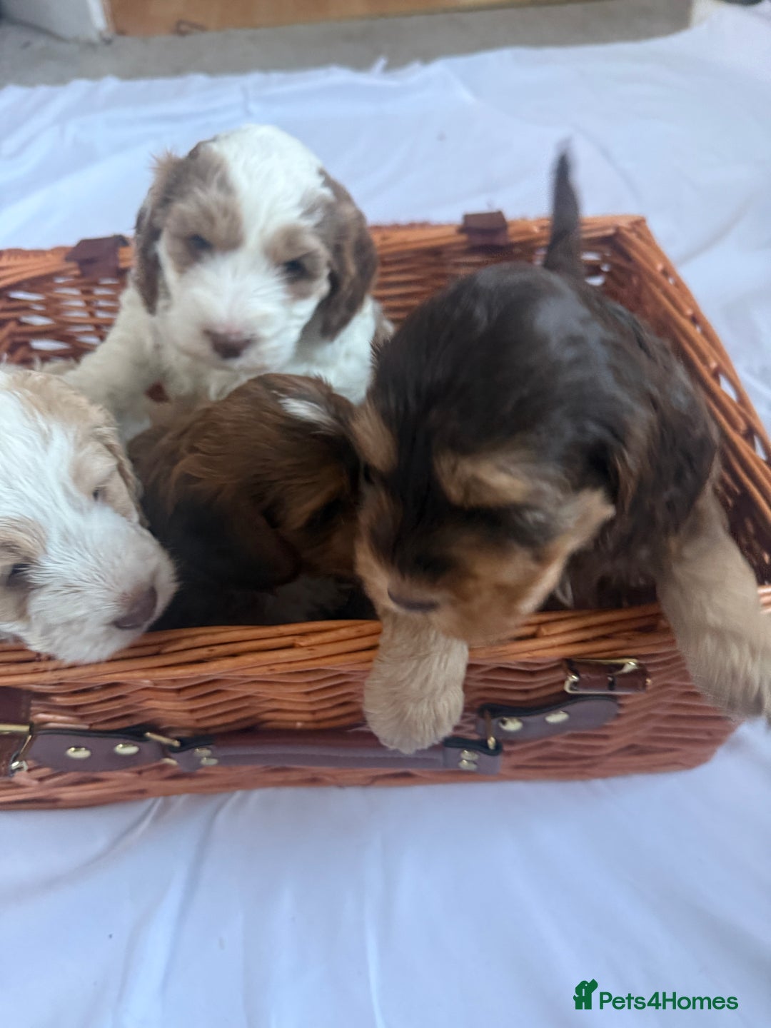 Cockapoo dogs for sale: 4 Adorable F2 Cockapoo puppies  - Advert 14