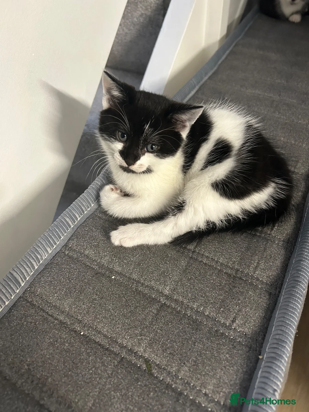 Mixed Breed cats for sale: X2 female kittens  - Advert 2