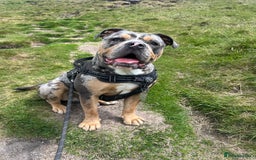 Olde English Bulldogge dogs for stud: Male olde English bulldogge for stud - Image 2