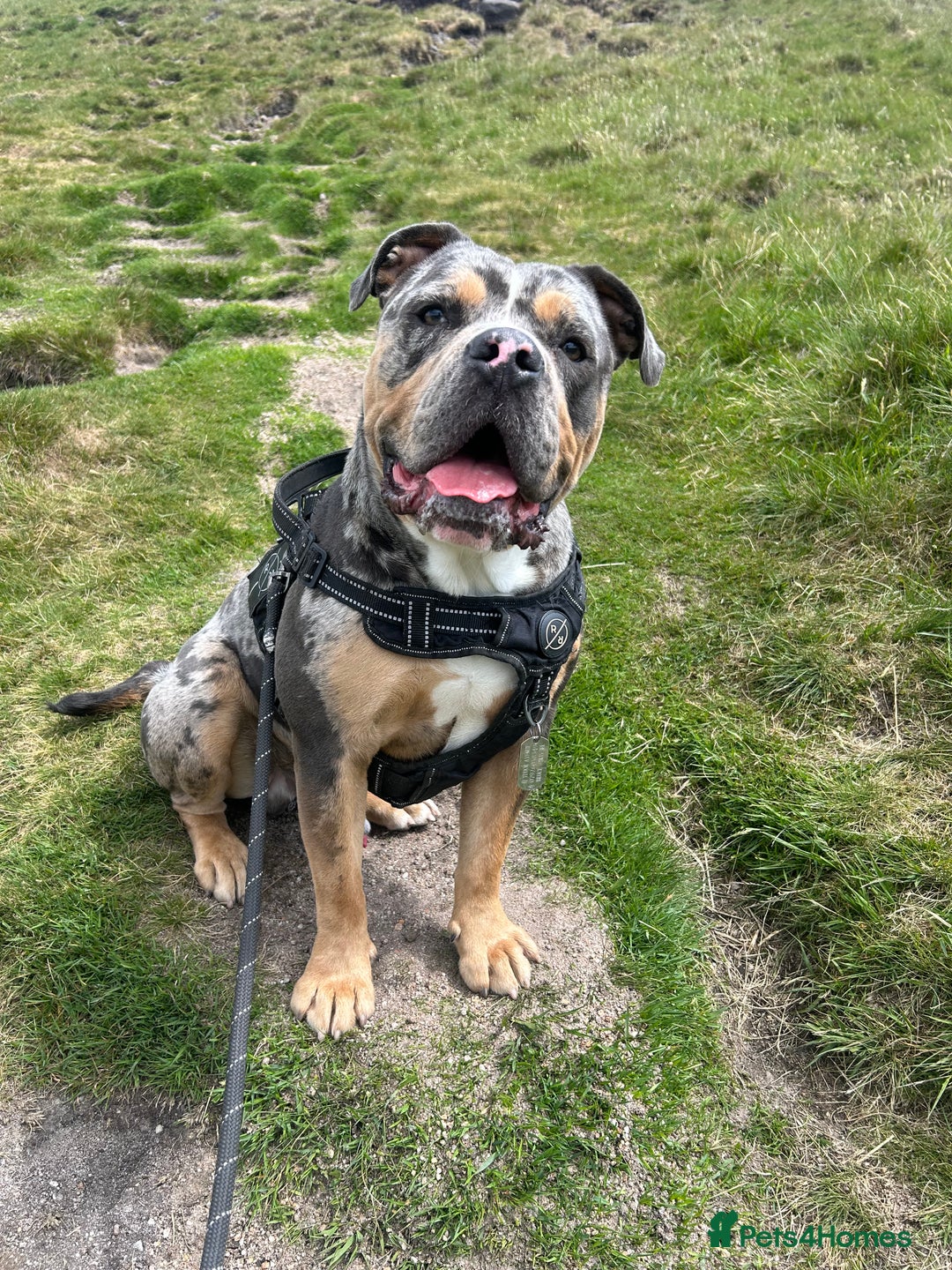 Olde English Bulldogge dogs for stud: Male olde English bulldogge for stud - Image 2