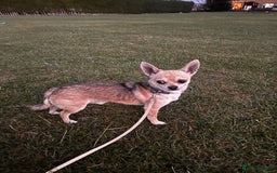 Chihuahua dogs for sale: boy 8 mont - Image 5