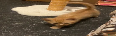 Mixed Breed 3