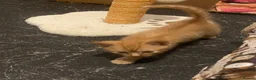 Mixed Breed cats for sale: Four ginger fluff balls in Saint Ives - Advert 3