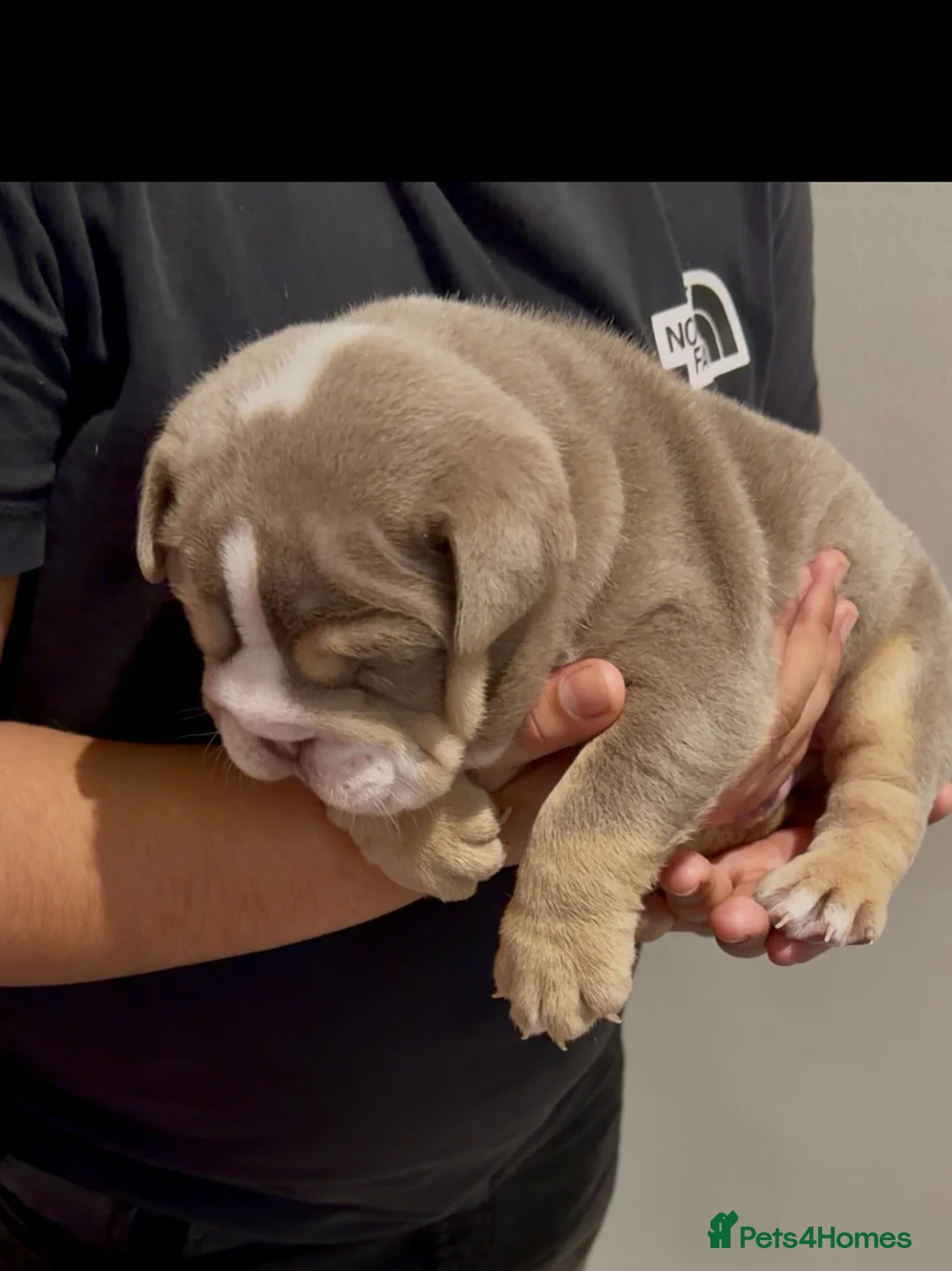 English Bulldog dogs for sale: Stunning posherbulls Turkish pups (last pup left) - Advert 4