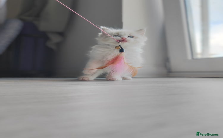 Ragdoll cats - Advert 11
