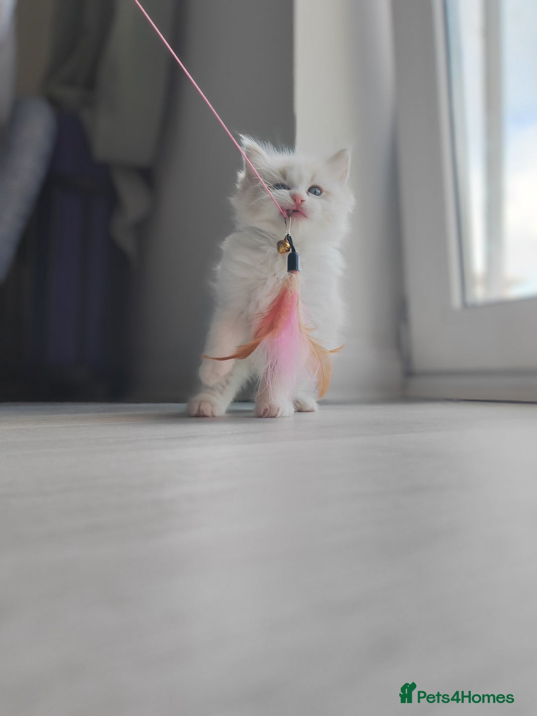 Ragdoll cats for sale: Purebred and Cute Ragdoll in Cardiff - Image 1