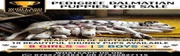 Dalmatian dogs for sale: Beautiful KC reg Dalmatian pups - Advert 1