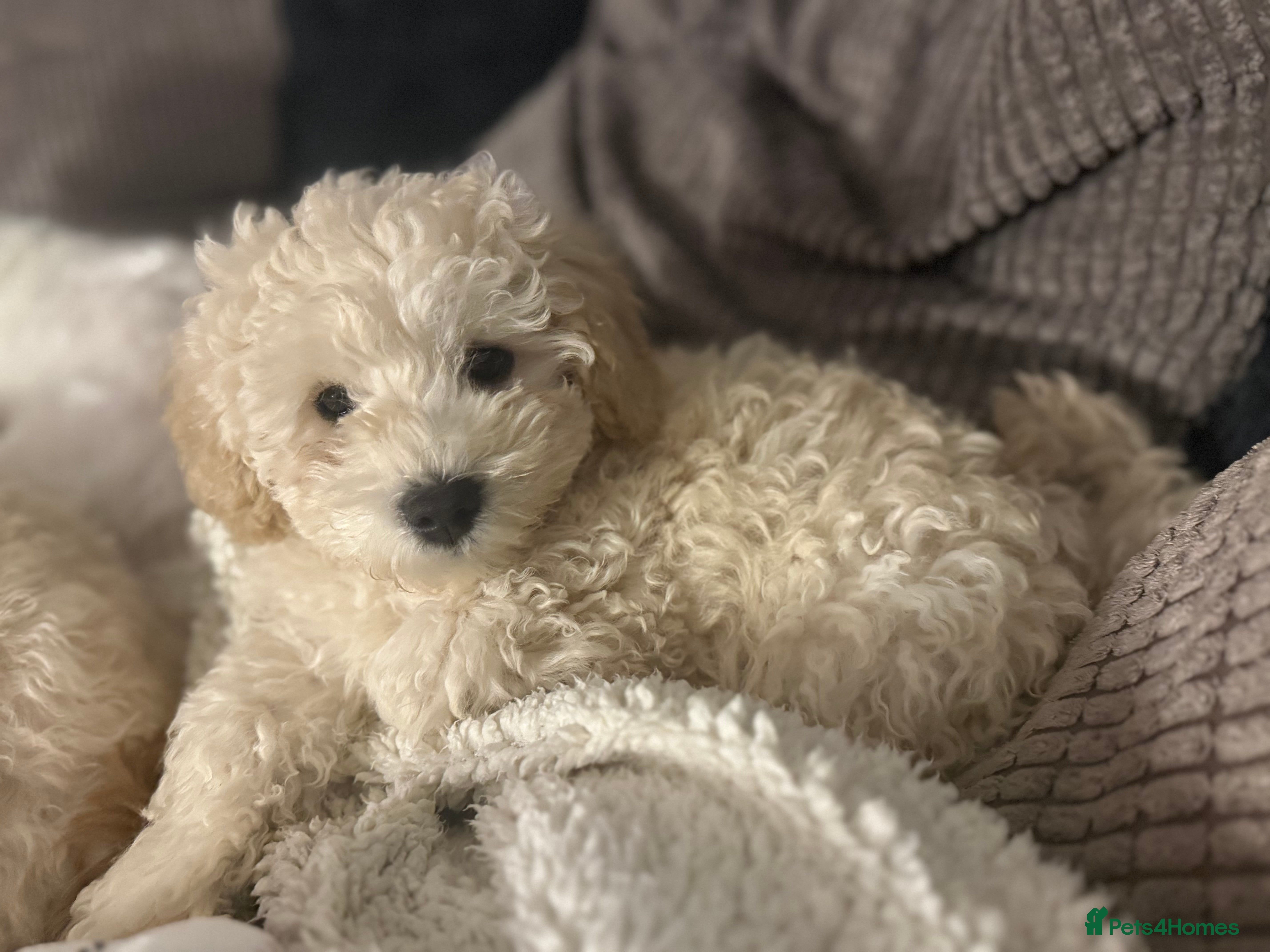 Maltipoo dogs Last champagne boy don’t miss out - Advert 5