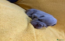 English Bulldog dogs for sale: For sale: 7 English Bulldog Puppies - Image 11