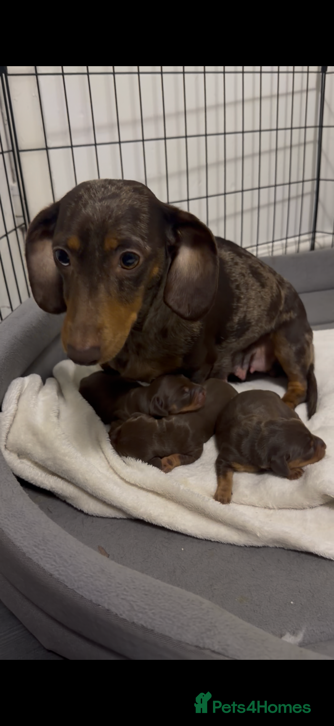 Miniature Dachshund dogs for sale: Stunning minature dachshunds  - Advert 1