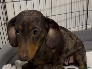 Miniature Dachshund dogs Stunning minature dachshunds - Advert 1