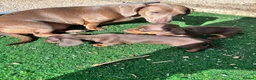 Dachshund dogs for sale: 4 beautiful chocolate dachshund puppy’s  - Advert 9