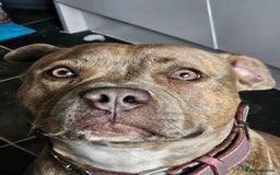 Staffordshire Bull Terrier dogs for sale: Staffordshire bull terrior - Image 2