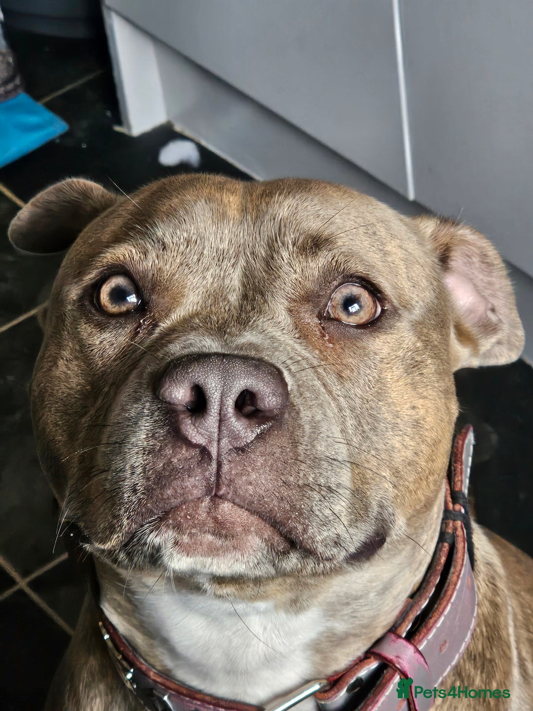 Staffordshire Bull Terrier dogs for sale: Staffordshire bull terrior - Image 2