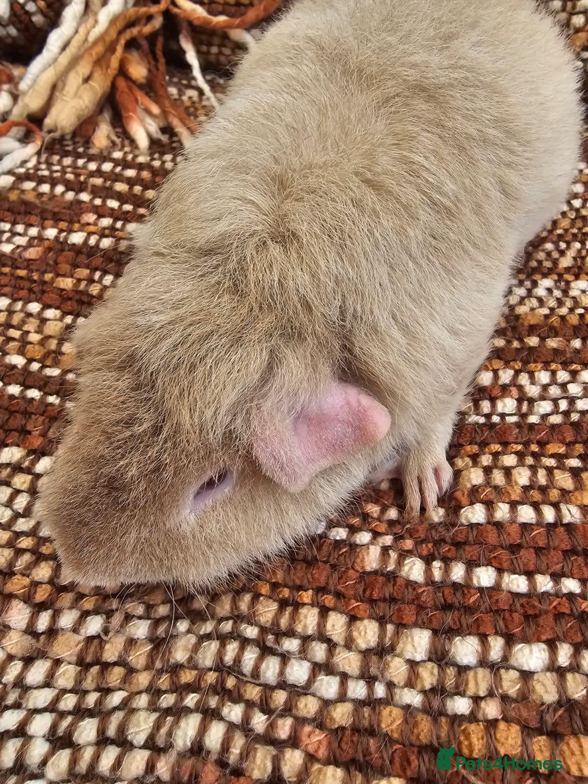 Guinea Pig rodents Male beautiful Teddy guinea pig - Advert 1