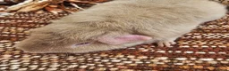 Guinea Pig rodents for sale: Male beautiful Teddy guinea pig - Advert 1