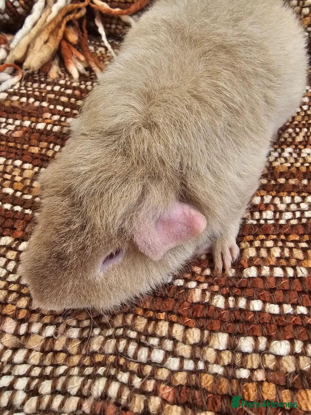 Guinea Pig rodents for sale: Male beautiful Teddy guinea pig - Advert 1