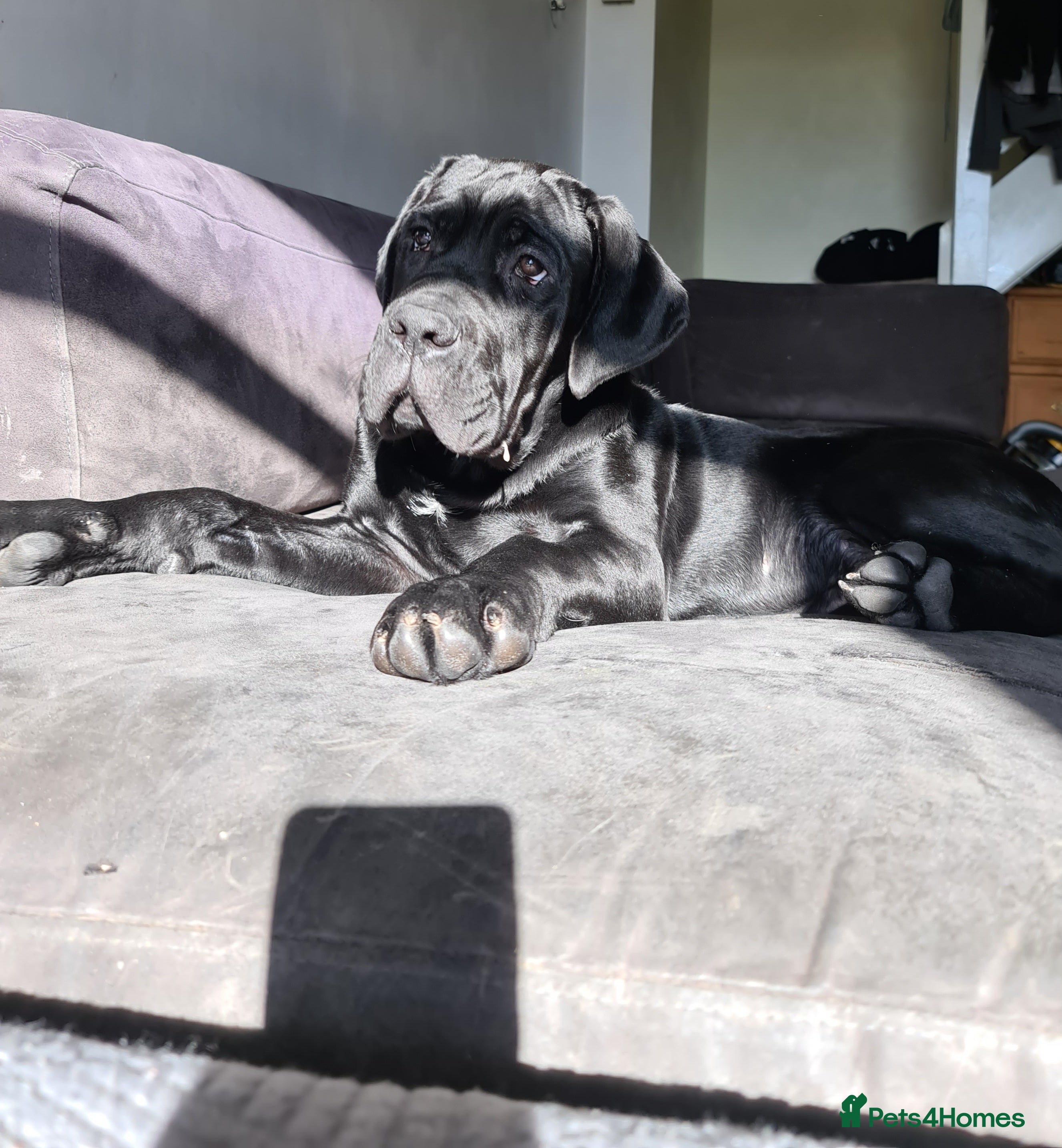 Cane Corso dogs Beautiful black male Cane Corso puppy - Advert 1