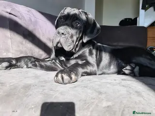 Cane Corso dogs Beautiful black male Cane Corso puppy - Advert 1