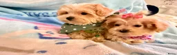 Maltipoo dogs for sale:  F1 Maltipoo puppies  - Advert 11