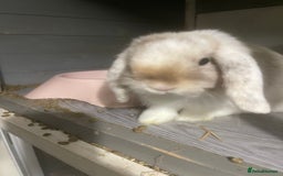 Mini Lop rabbits for sale: Downsizing various mini lops - Image 6