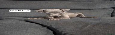 Italian Greyhound 2