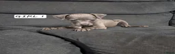 Italian Greyhound dogs for sale: Italian Greyhound Puppies in Launceston - Advert 2