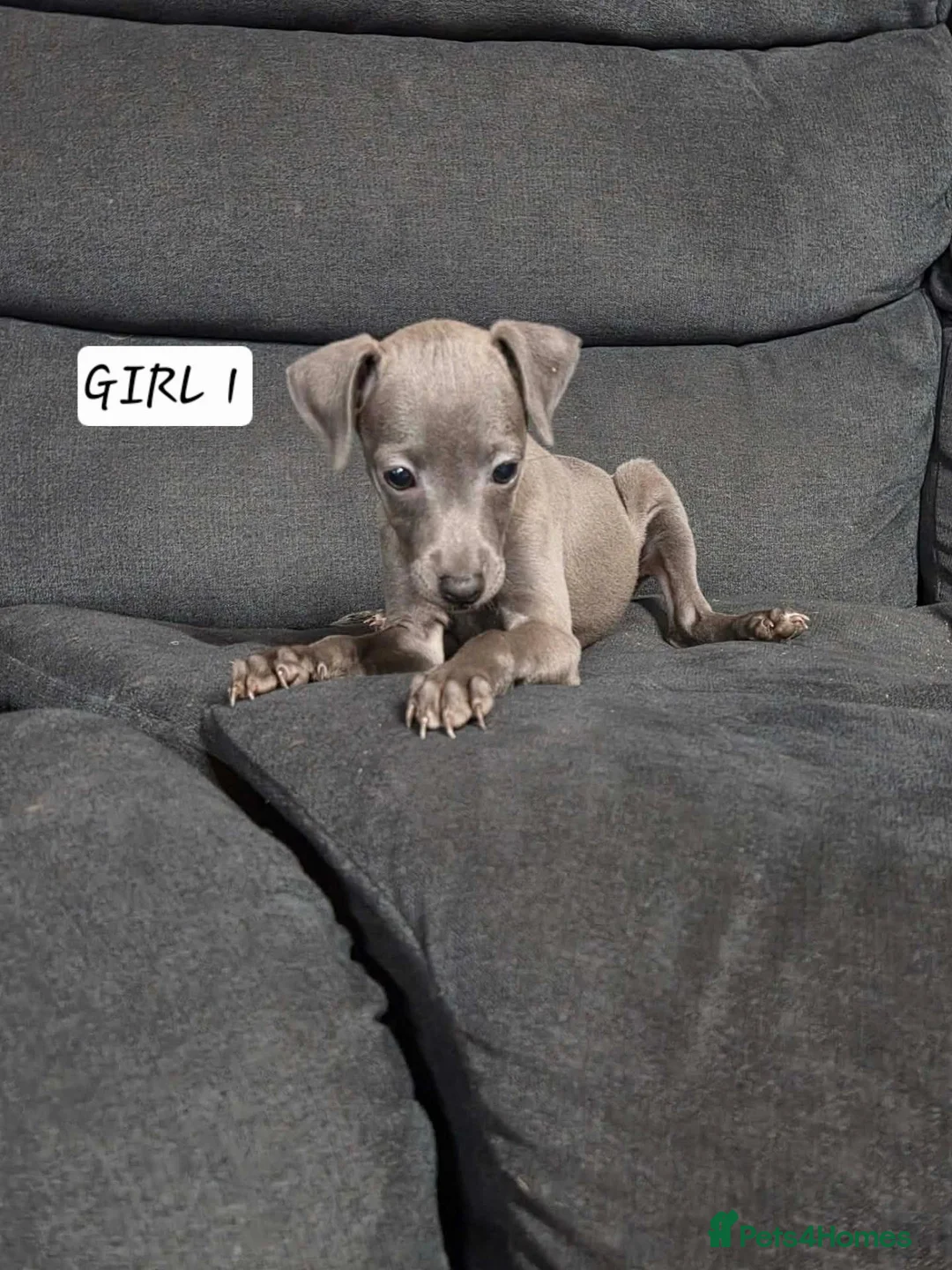 Italian Greyhound dogs for sale: Italian Greyhound Puppies in Launceston - Advert 2