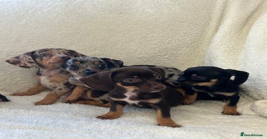 Chiweenie dogs - Advert 5