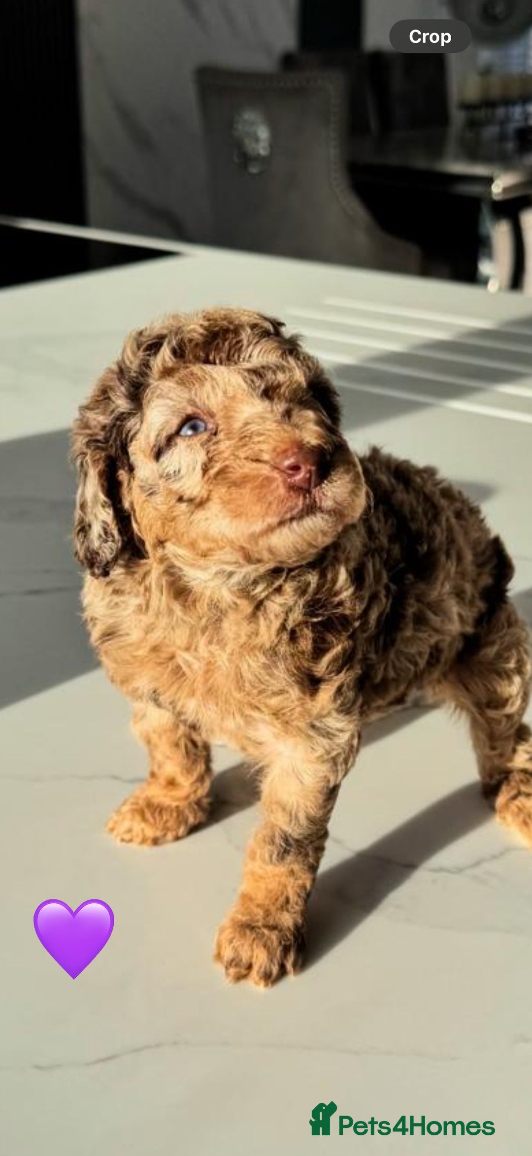 Cockapoo dogs for sale: Gorgeous Chocolate Cockapoo litter  - Advert 3