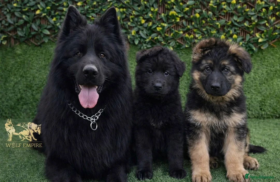 German Shepherd dogs for sale: Beautiful German Shepherd Puppies - Advert 1