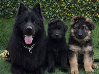 German Shepherd dogs Beautiful German Shepherd Puppies - Advert 1
