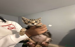 Ragdoll cats for sale: Ragdoll x bengal //// bengal x tabby - Image 16