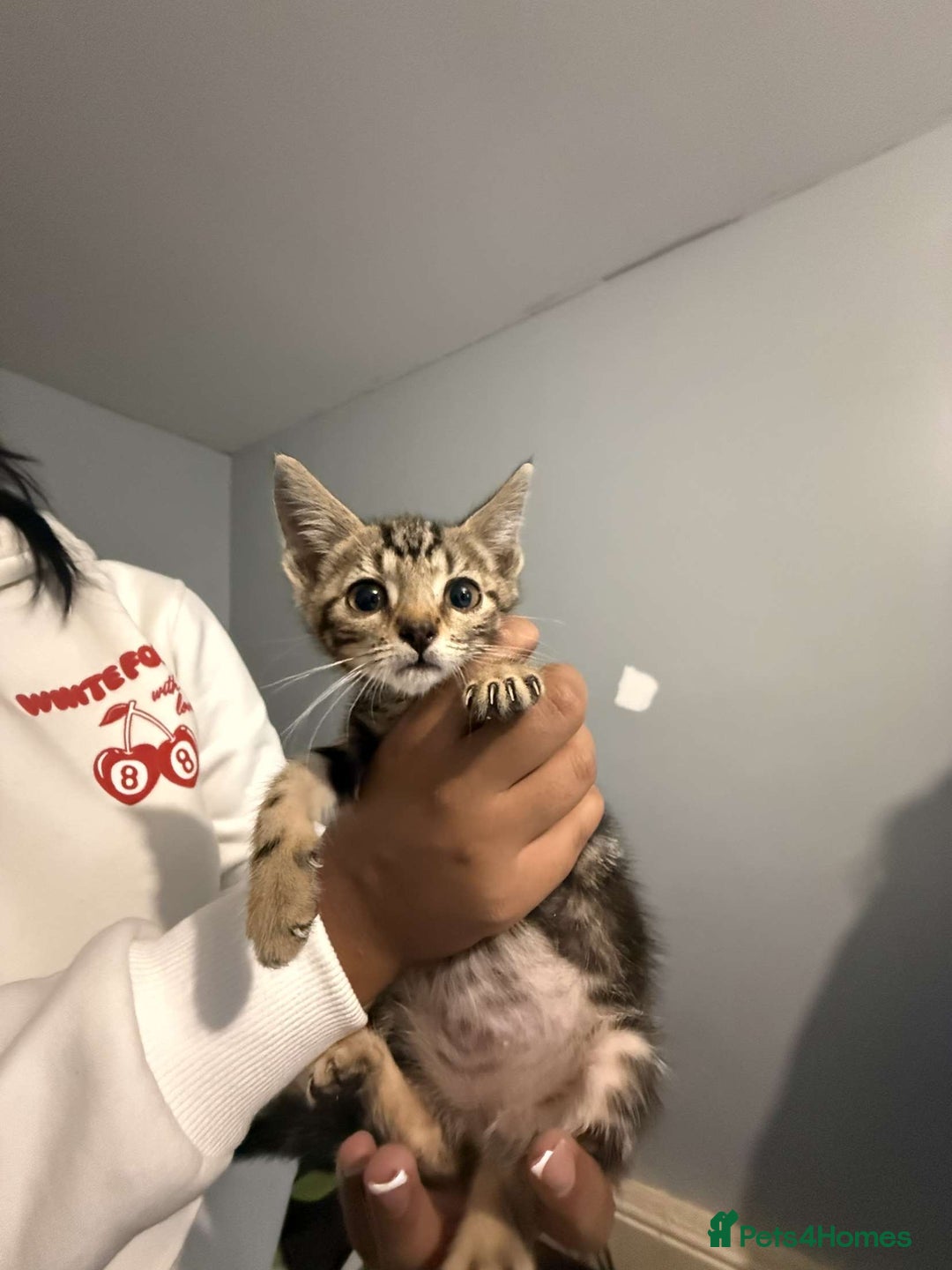 Ragdoll cats for sale: Ragdoll x bengal //// bengal x tabby - Image 16