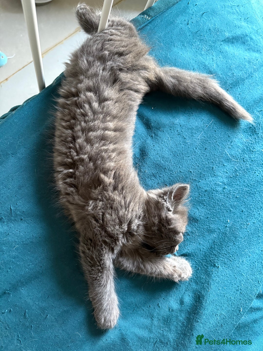 Mixed Breed cats for sale: Four Gorgeous Kittens Looking For Their Hoomans - Image 22