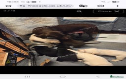 Labrador Retriever dogs for sale: Labrador - Advert 1