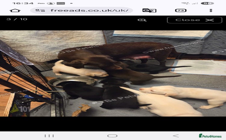 Labrador Retriever dogs Labrador - Advert 1