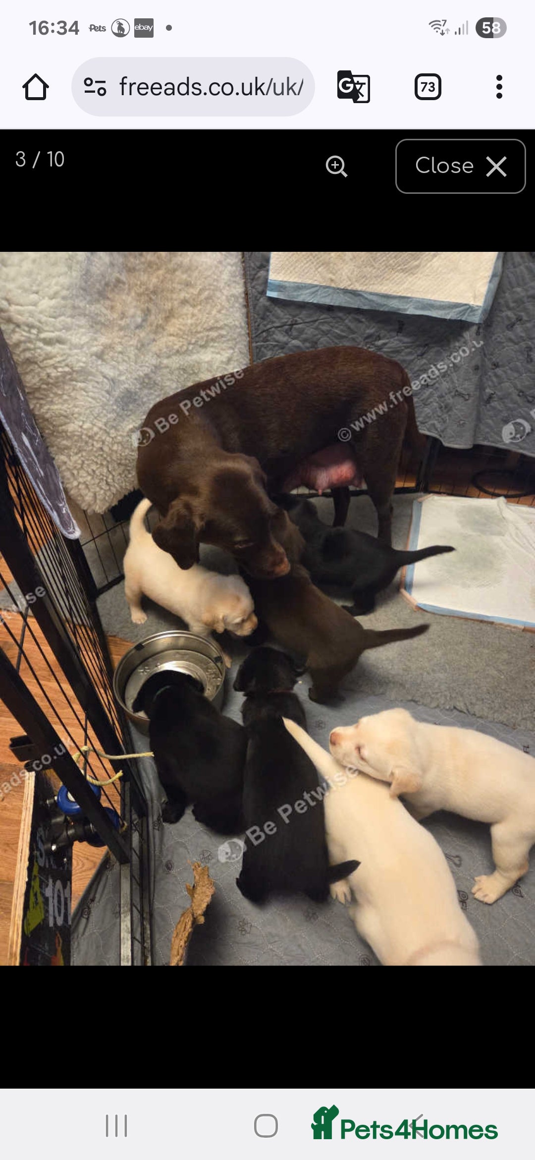 Labrador Retriever dogs for sale: Labrador - Advert 1