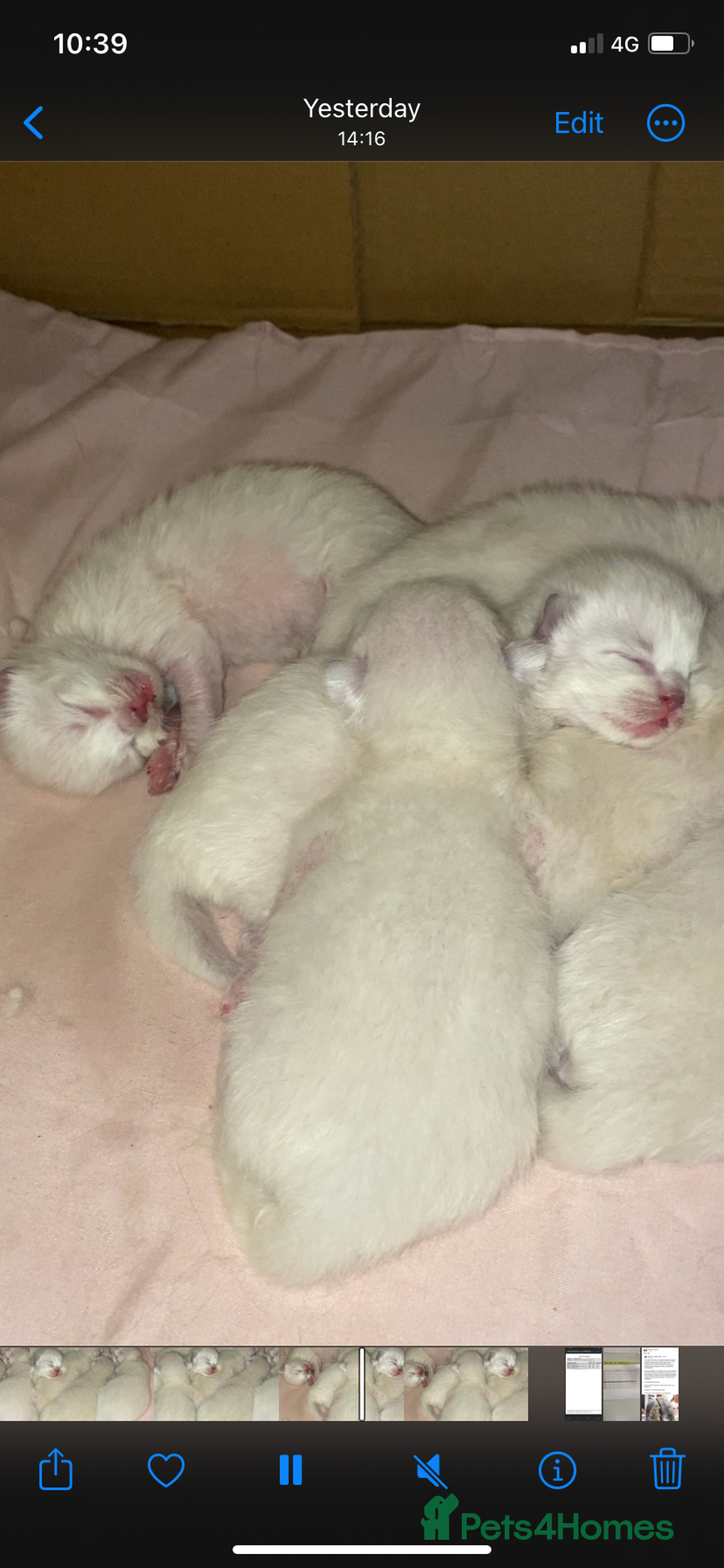 Ragdoll cats for sale: Beautiful doll face Ragdoll kittens  - Image 1