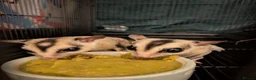 Sugar Glider rodents for sale: 2 male sugar gliders selling with all equipment  - Advert 2
