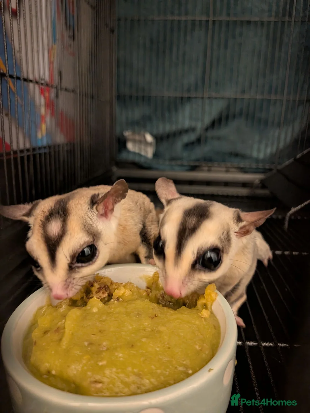 Sugar Glider rodents for sale: 2 male sugar gliders selling with all equipment  - Advert 2