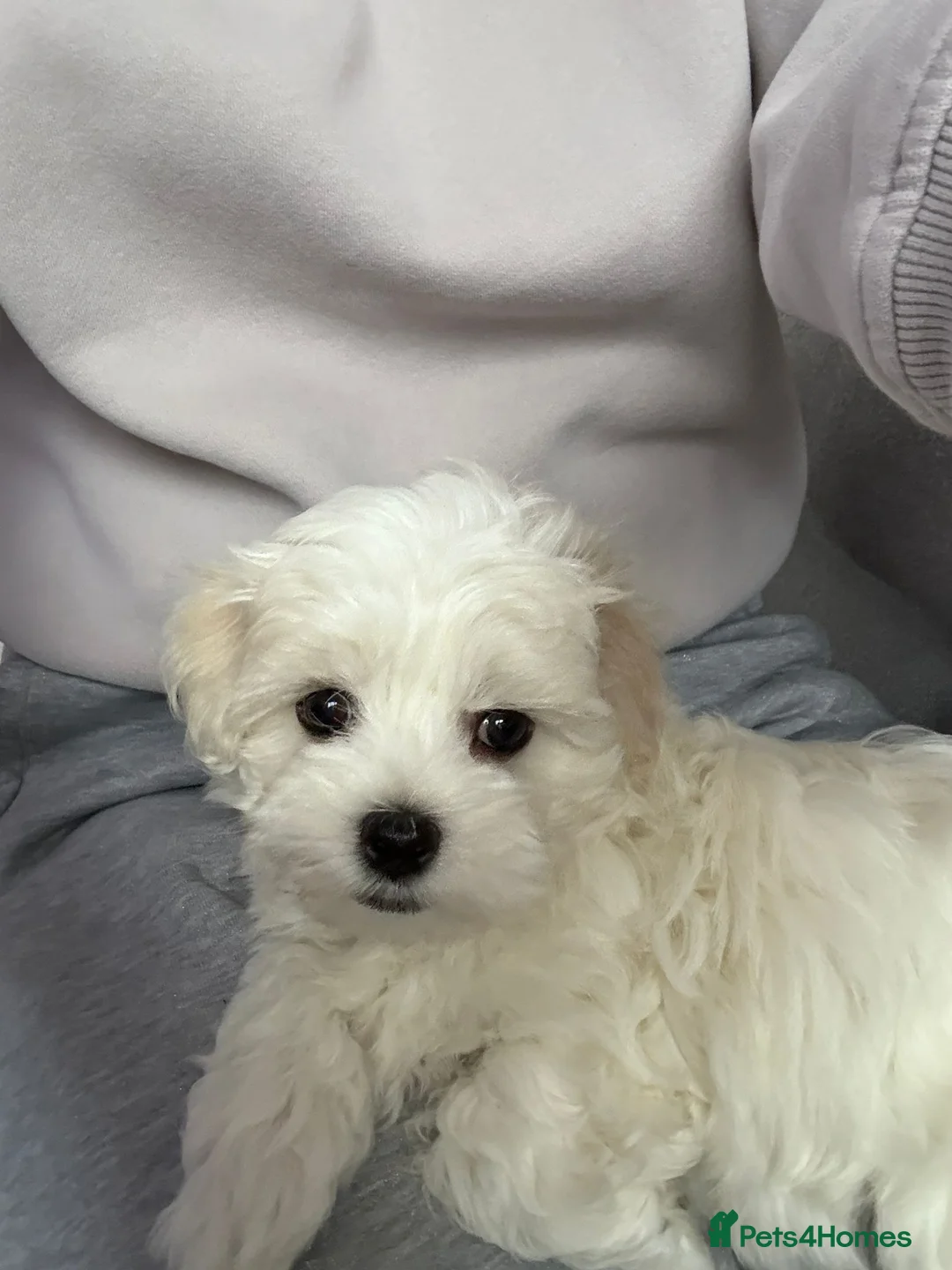Maltese dogs for sale: Maltese puppies - Advert 4