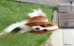 Cavalier King Charles Spaniel dogs for stud: Beautiful king - Image 5