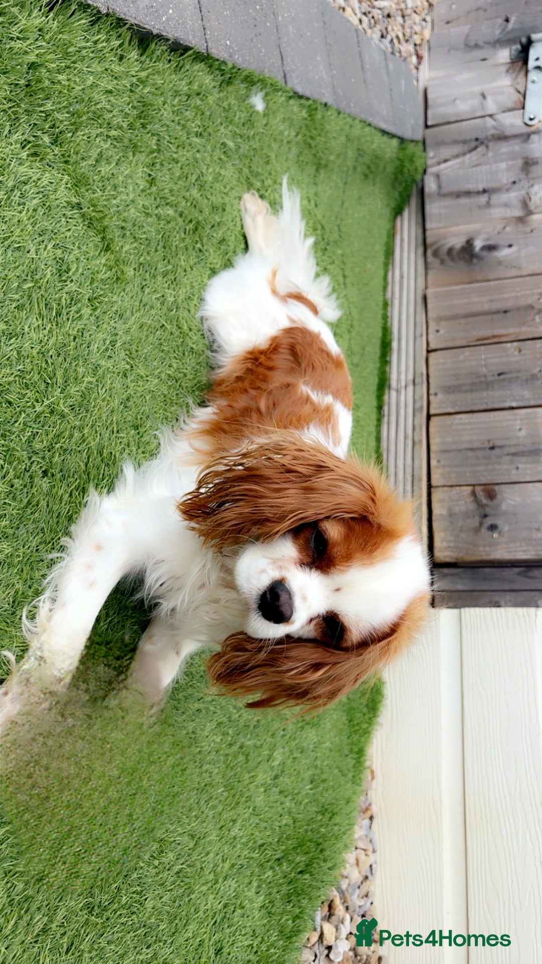 Cavalier King Charles Spaniel dogs for stud: Beautiful king - Image 5
