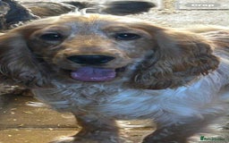 Cocker Spaniel dogs for sale: Beautiful show type puppies  - Image 33