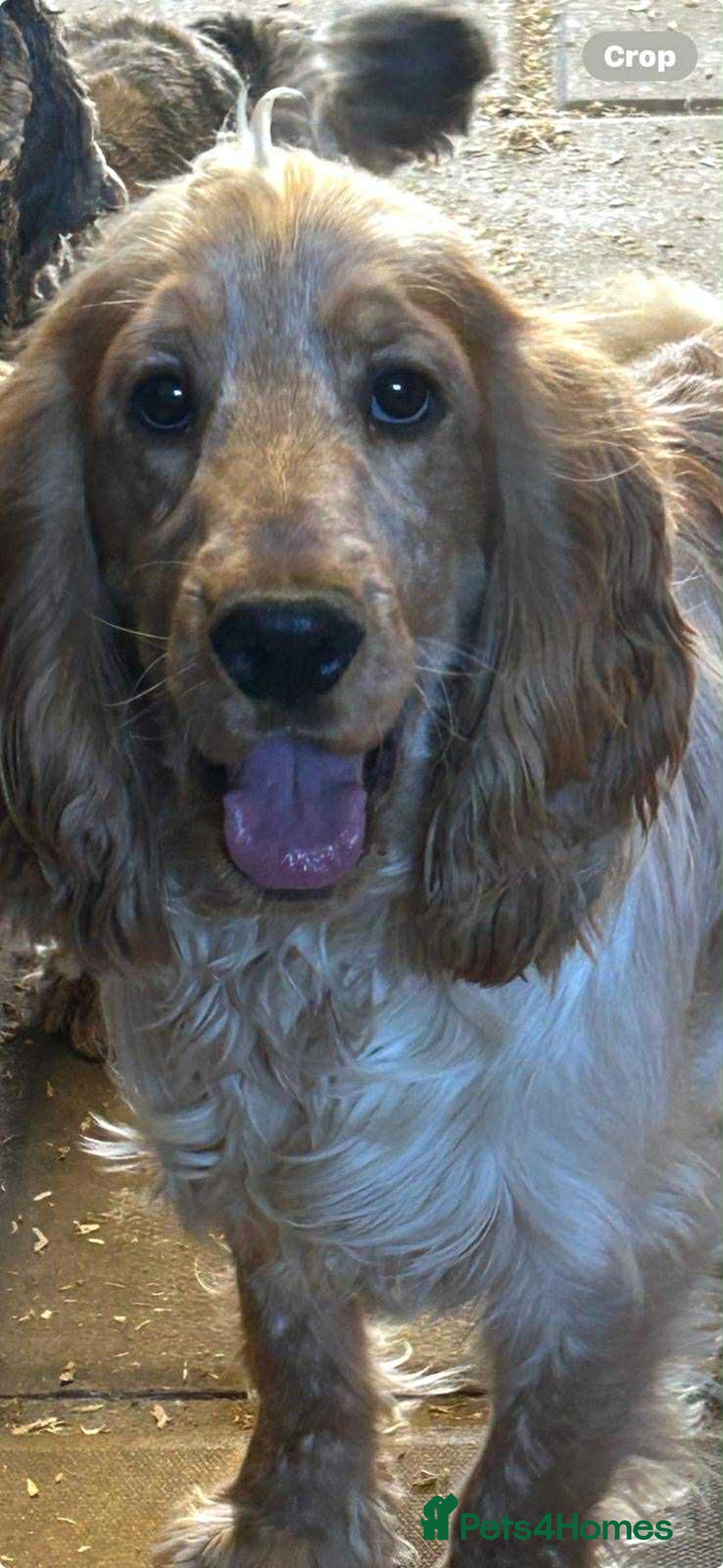 Cocker Spaniel dogs for sale: Beautiful show type puppies  - Image 33