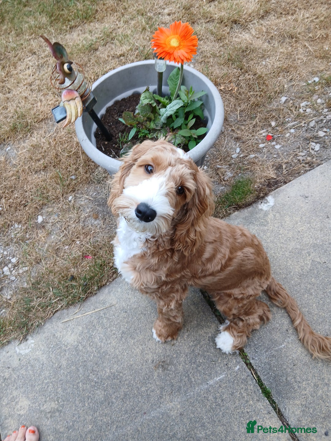 Cockapoo dogs for sale: Tracy Clifford - Image 2