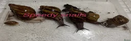 Snails invertebrates for sale: Ovum snails  - Advert 1