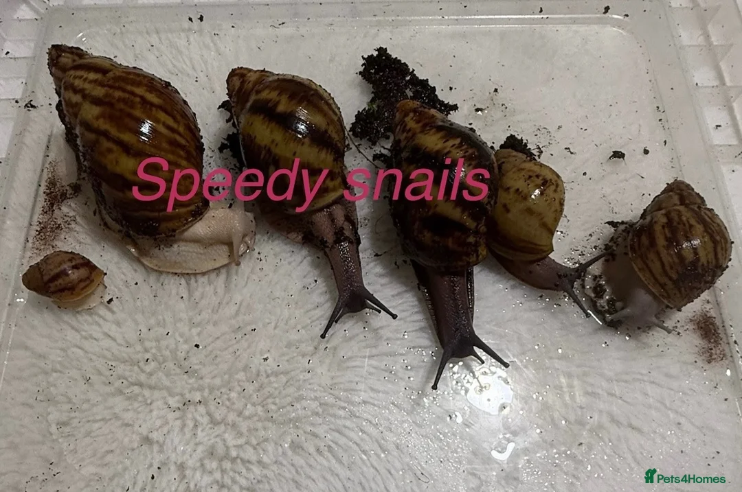 Snails invertebrates for sale: Ovum snails  - Advert 1